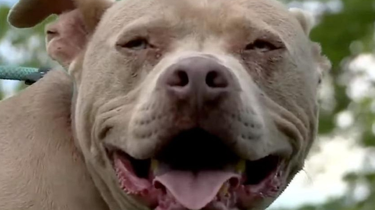 Pitbull marrone con un bel sorriso