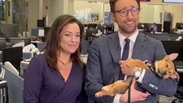 Cane si addormenta in tv durante l’appello per adottarlo