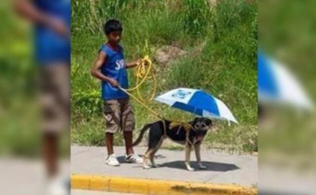 Questo cane soffre il caldo, quindi il suo padroncino decide di trovare una soluzione