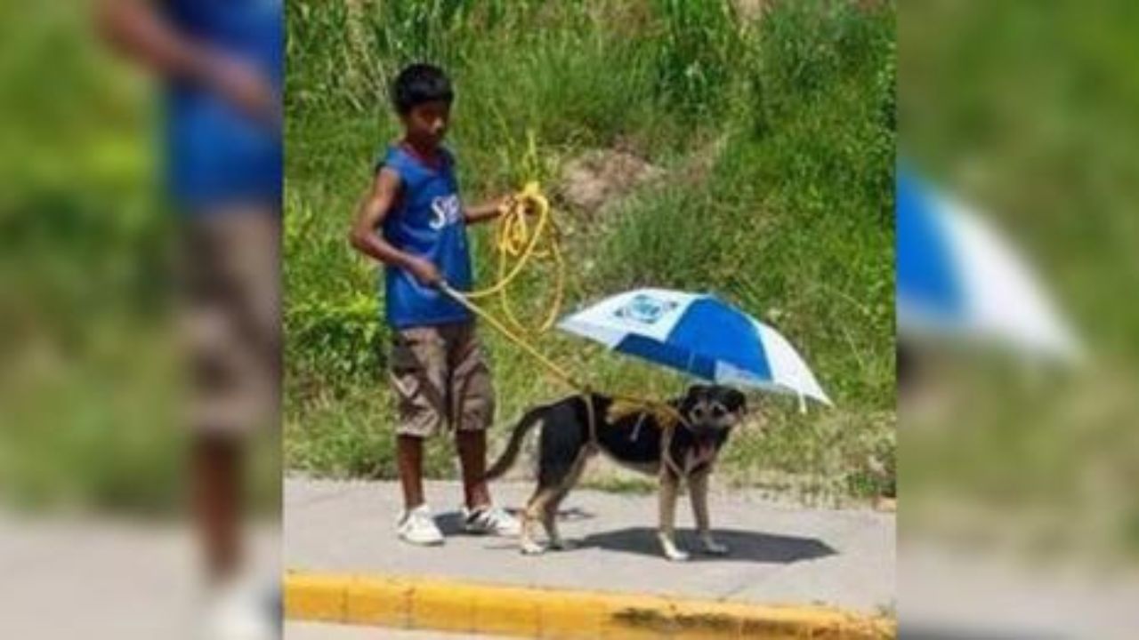 cane con ombrello