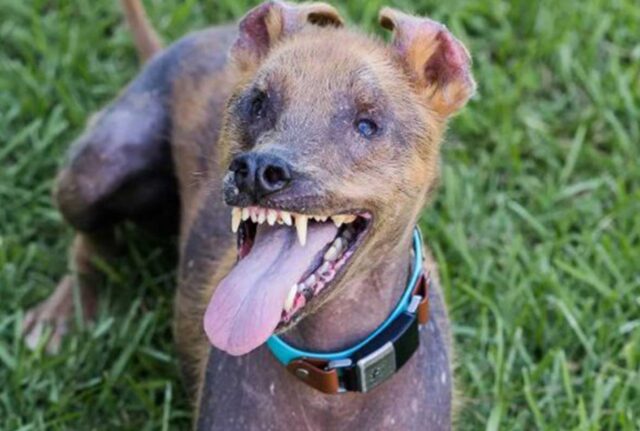 Il cane con “sorriso” permanente stampato sul muso ora ha davvero un motivo per essere felice