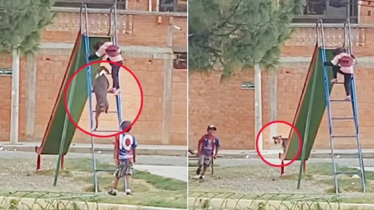 Bambini con il cane sullo scivolo