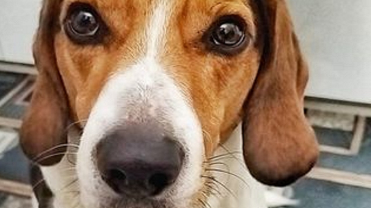 Cane Beagle