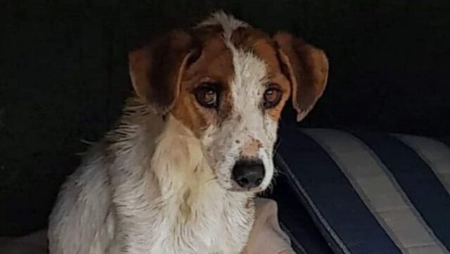 Cane tra i rifiuti dopo la separazione della coppia: succede a Ragusa