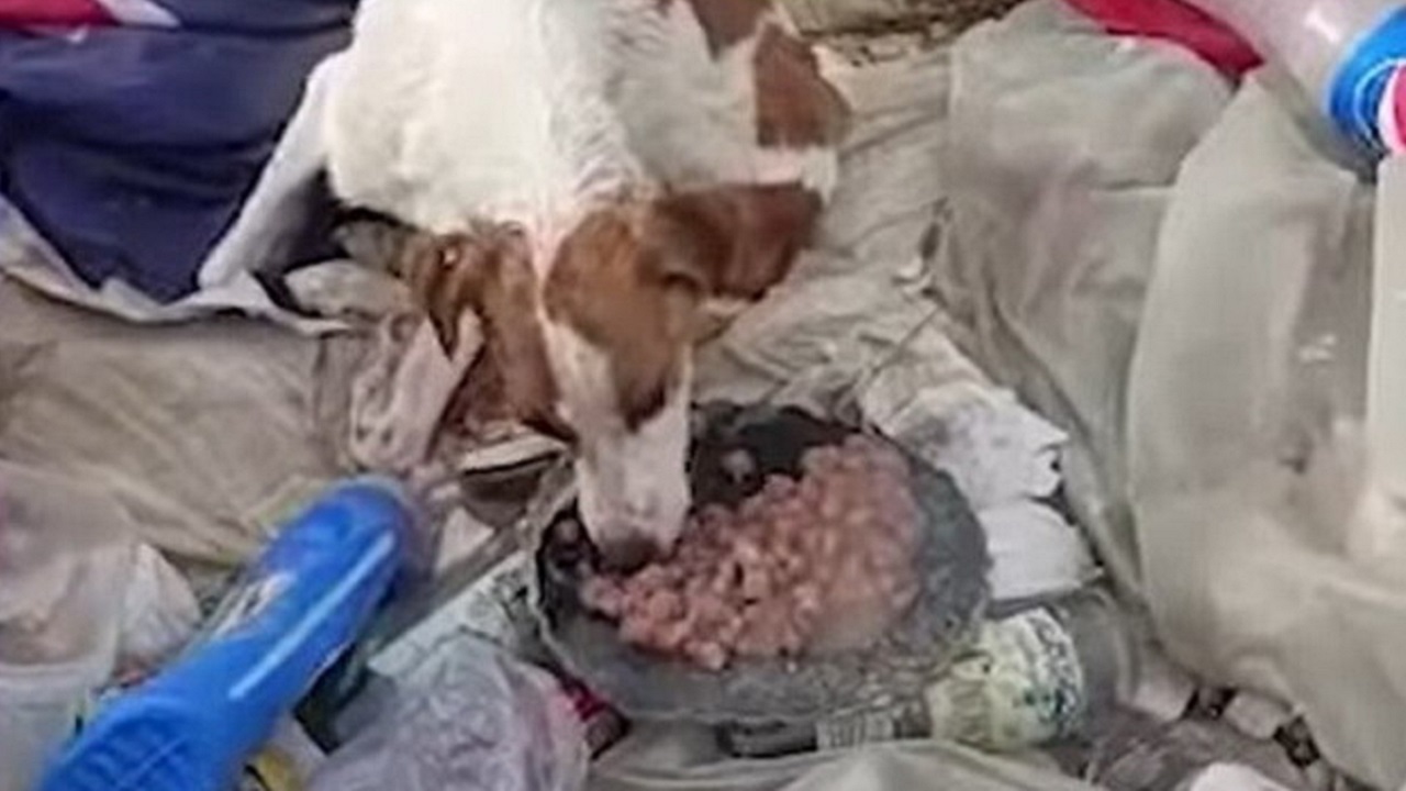Cane mangia le crocchette