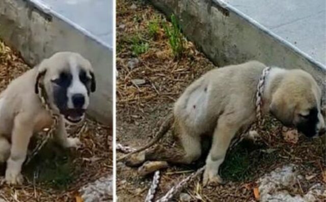 Magrissimo, trascurato ed esausto, questo cane ha chiesto aiuto trascinandosi fino a un portico