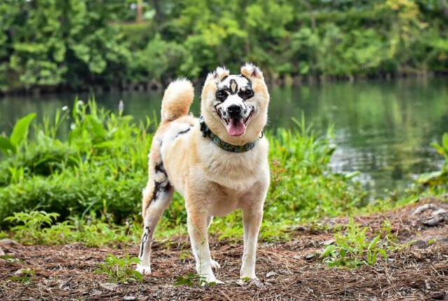 Dopo l’incendio, il cane ustionato viene ricoverato in clinica. E la veterinaria non lo molla un attimo