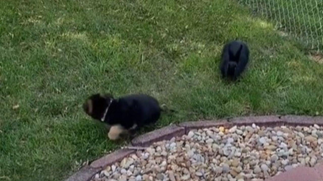 cane e coiglio nero