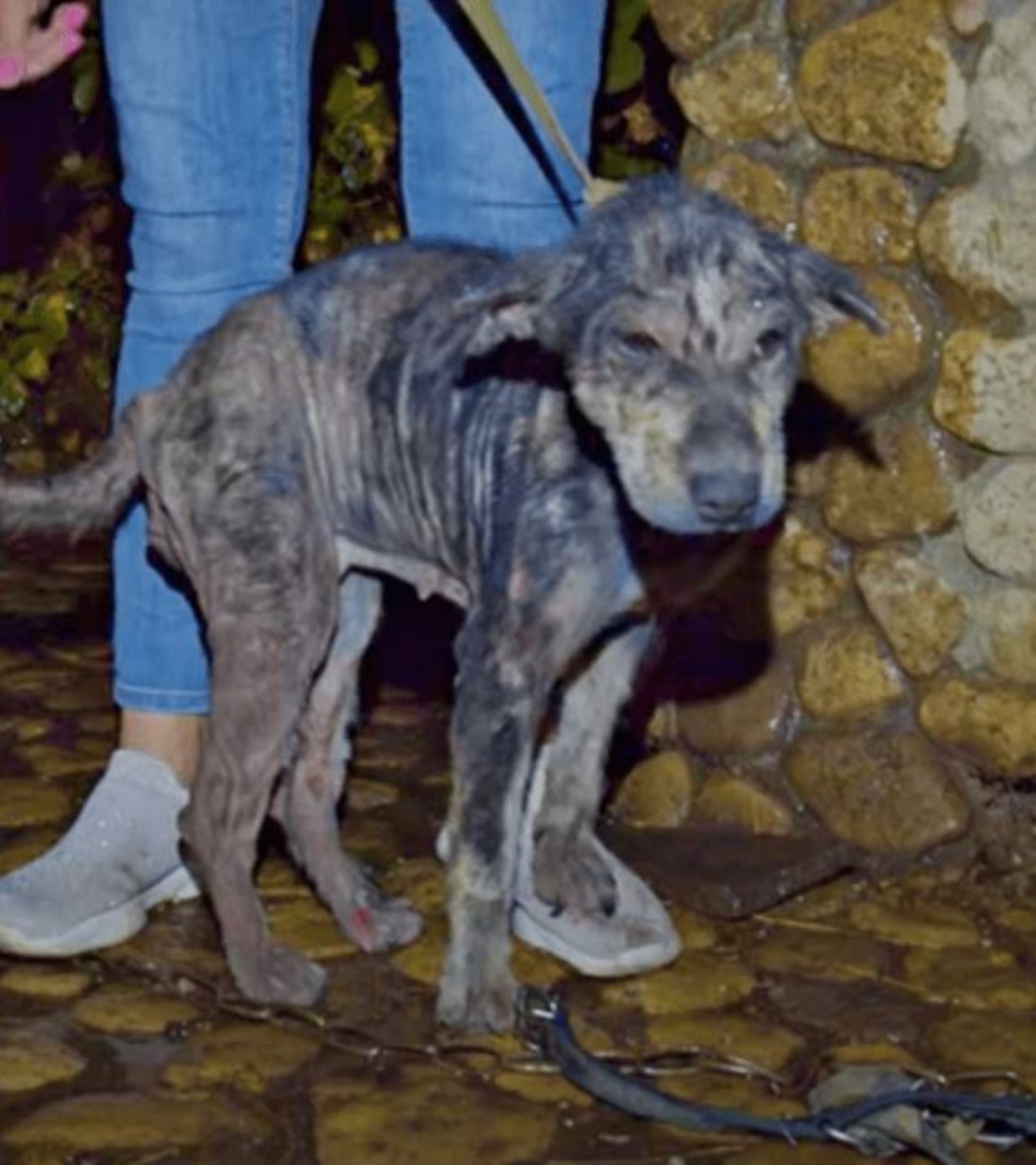 Un cane malconcio