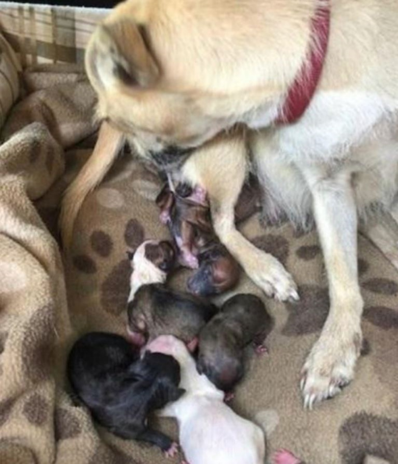 Una cagnolina con i suoi cuccioli