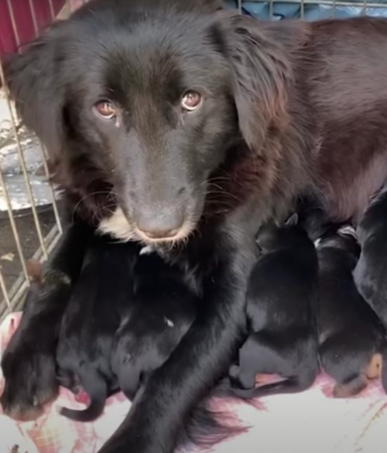 Una mamma cane con i suoi cuccioli