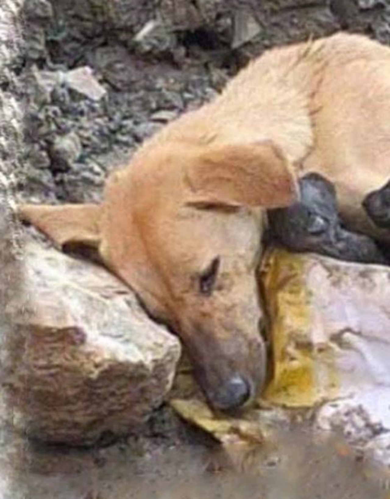 Una cagnolina quasi esanime