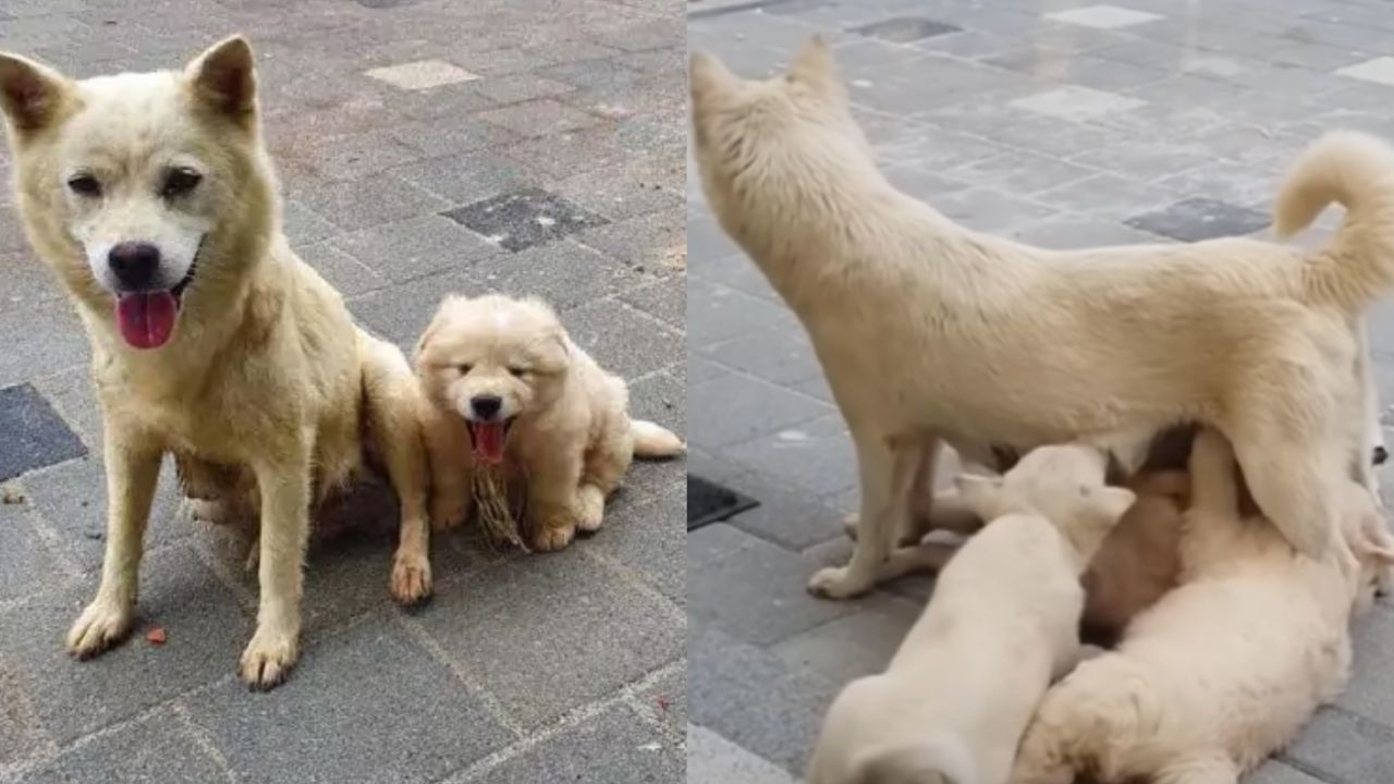 cagnolini che vengono allattati