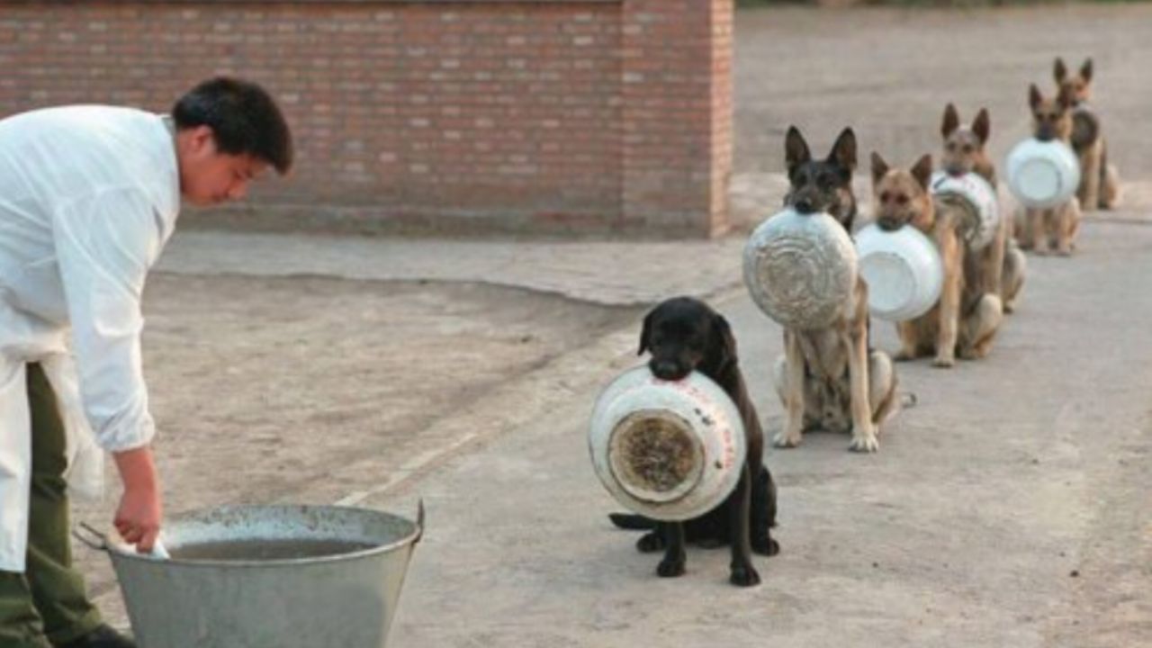 cagnolini che attendono il loro turno