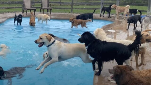 A dir poco divertente: i cani sanno come spassarsela in questa piscina fatta proprio per loro