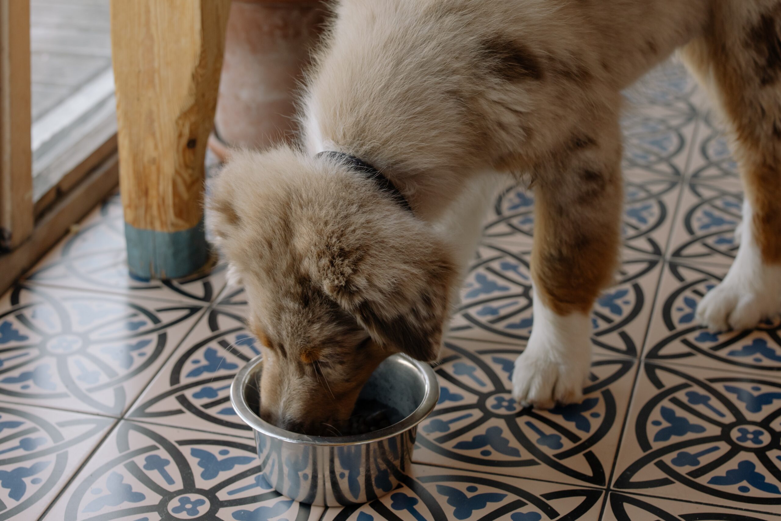 cane mangia