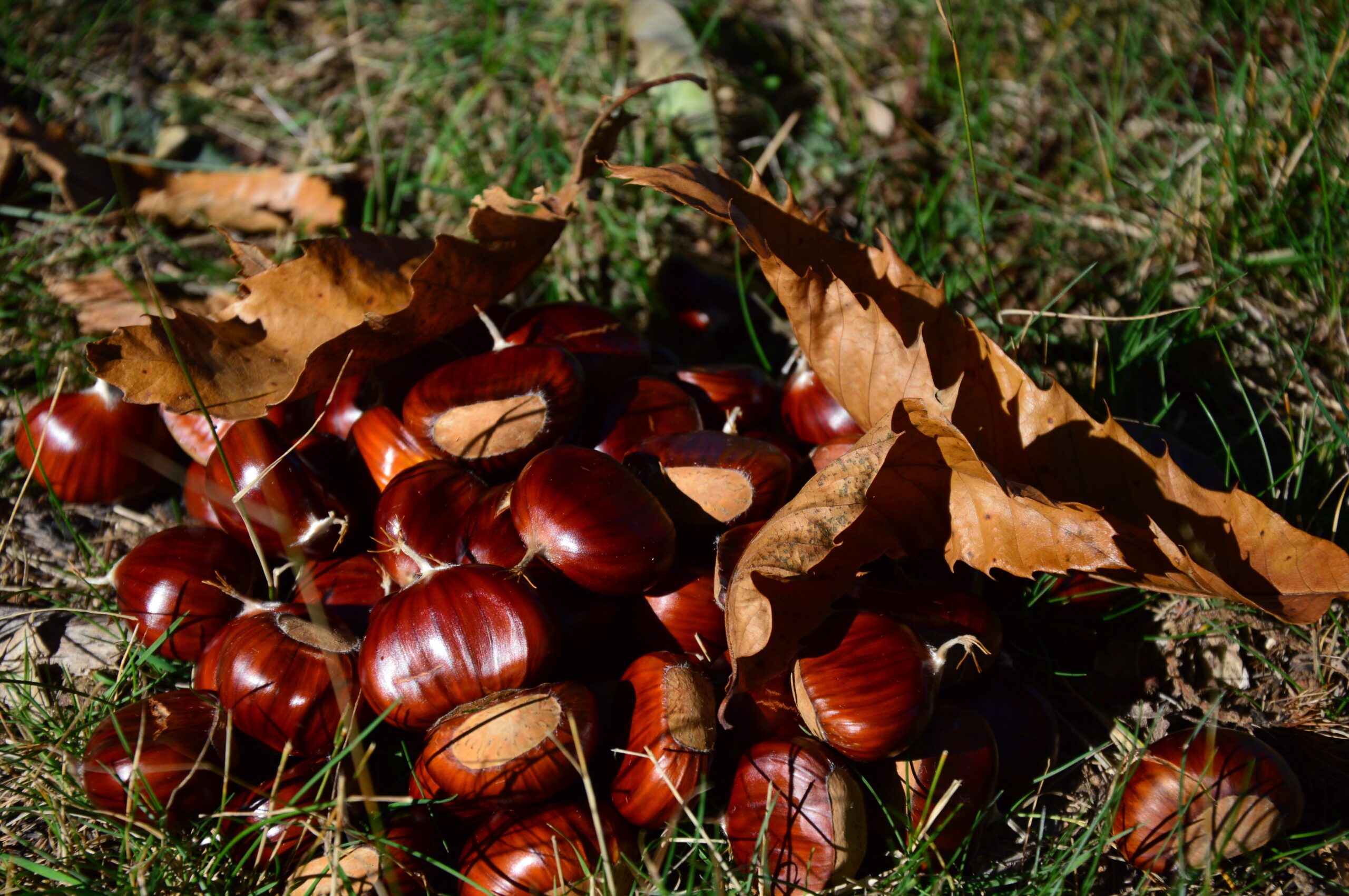 castagne per cani