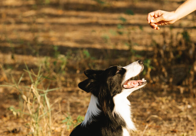 Cani possono mangiare le castagne o è meglio evitare