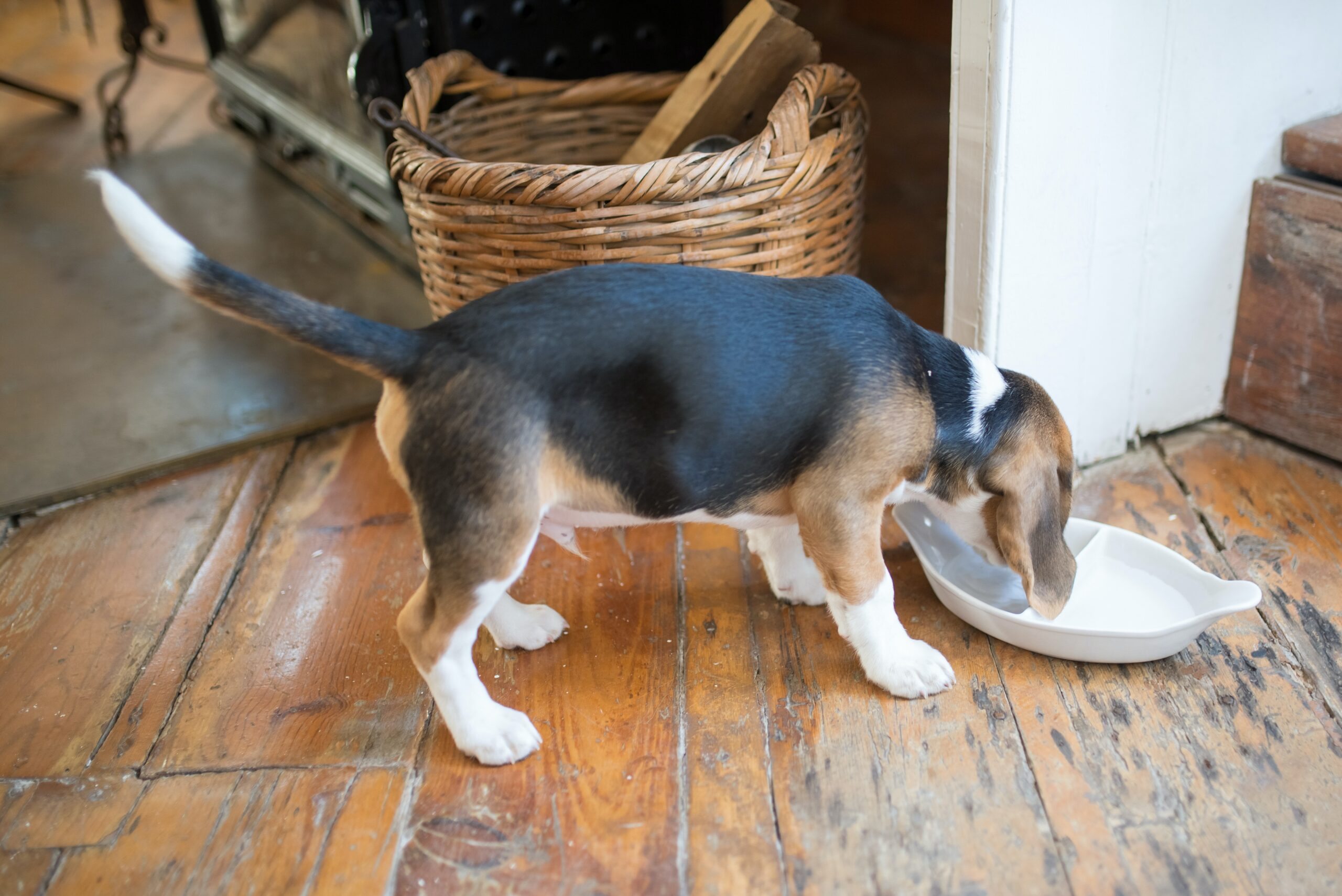 cane si disseta