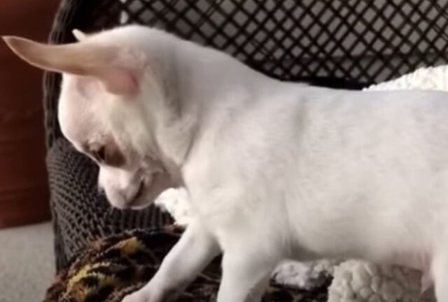 I capricci di questa Chihuahua sono adorabili: se la prende con il fratellino che gli ruba il giocattolo