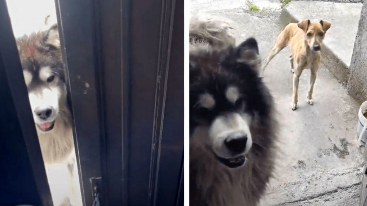 cani che guardano l'interno della casa