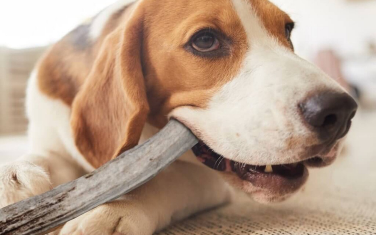 beagle che morde il suo corno 