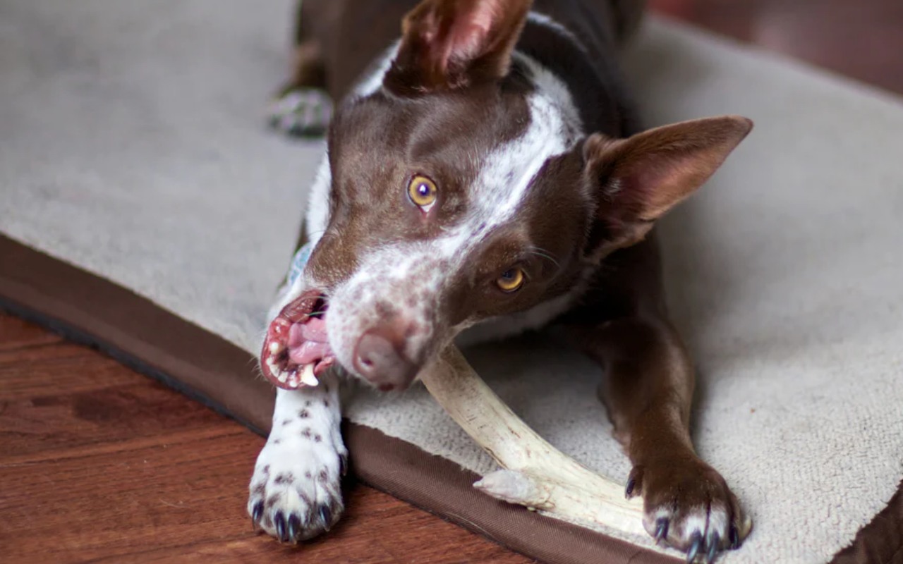 cane bianco e marrone felice di mordere il suo snack