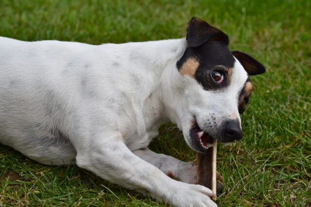 cane bianco con le orecchie nere felice sul prato che morde il suo osso preferito