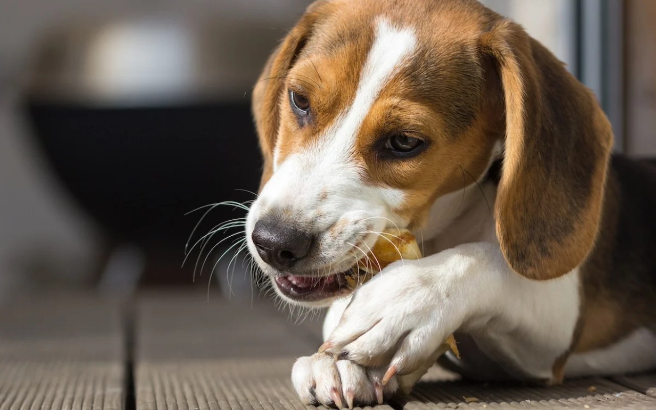 cane marrone e bianco che sgranocchia un osso