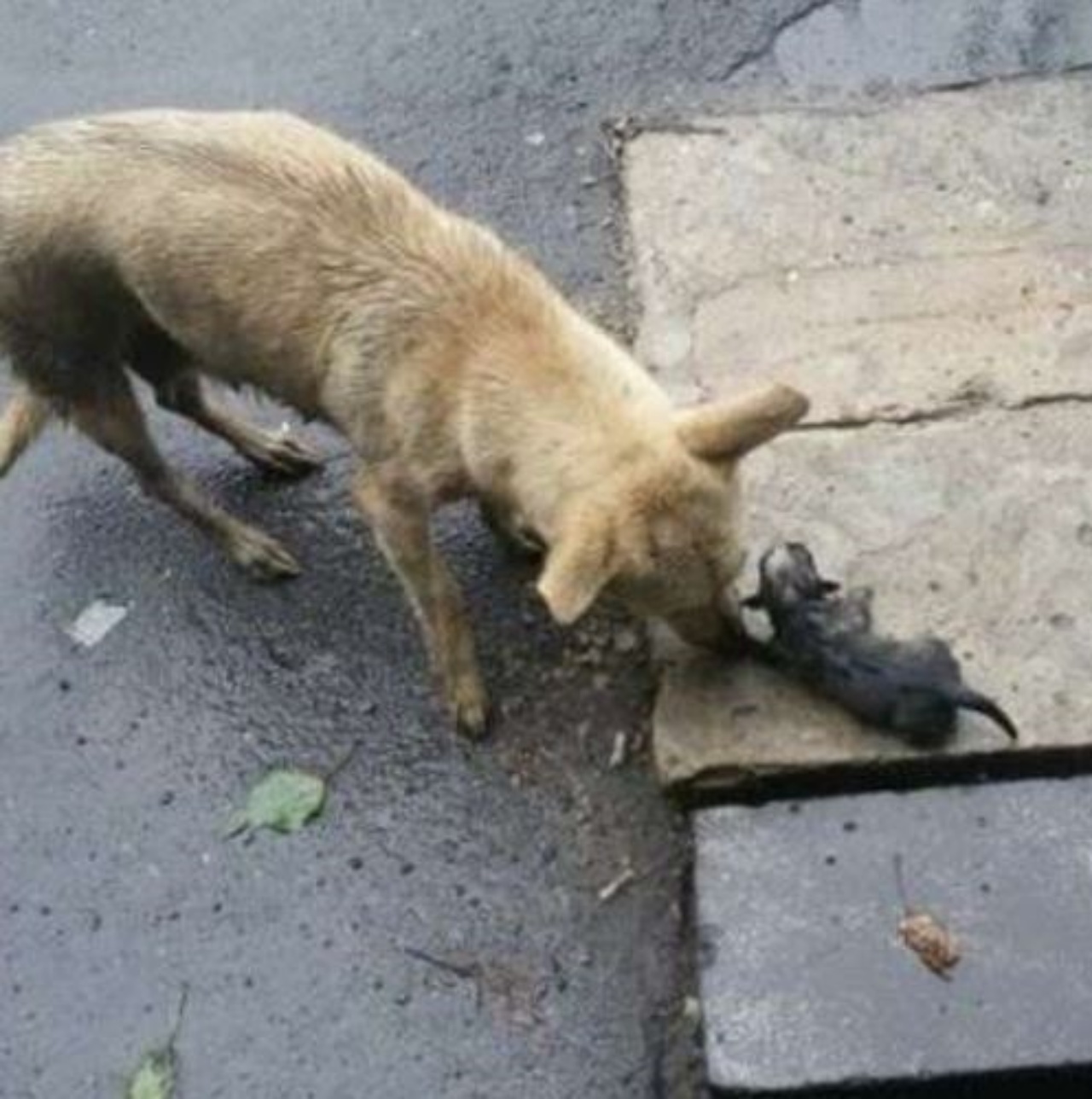 un cane annusa il suo cucciolo