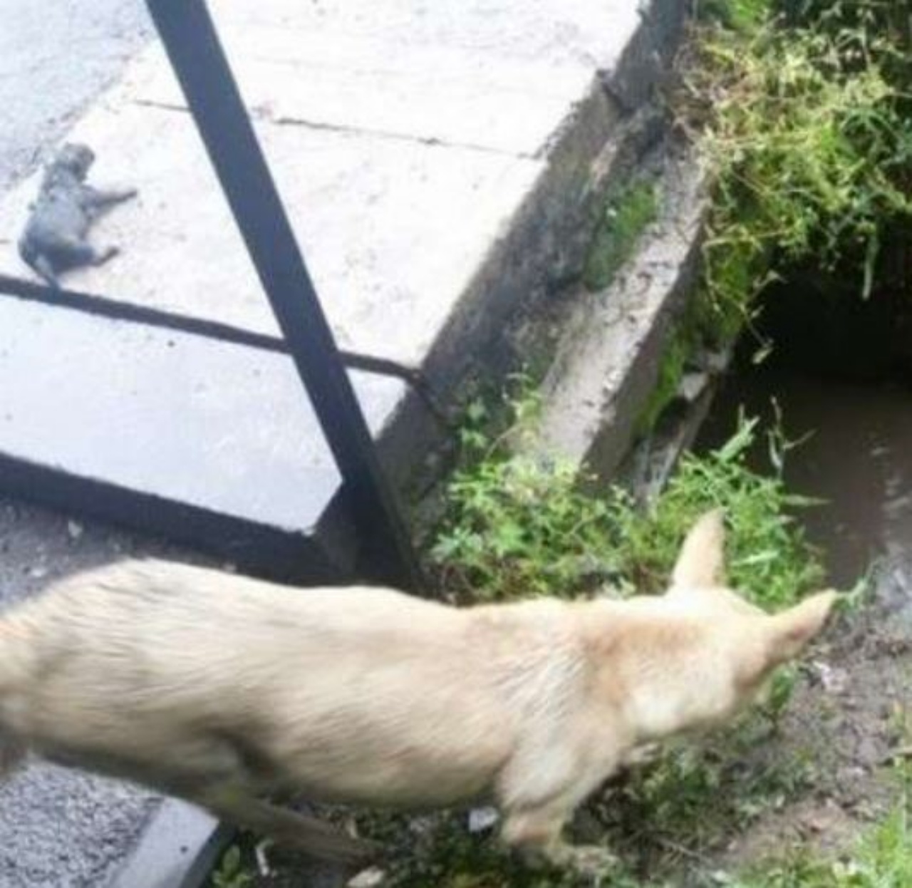 una cagnolina che tenta di salvare i suoi cani 