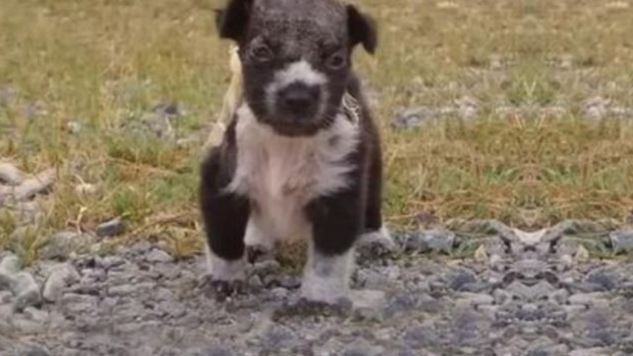 Un cucciolo di cane di nome Alvin