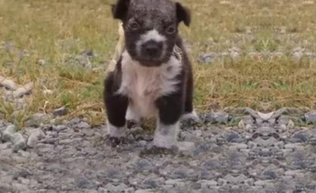 Si erano rifiutati di curarlo e lo avevano abbandonato: questo cucciolo di cane però è una forza