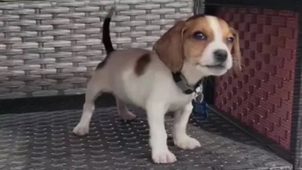Beagle piccolo curioso
