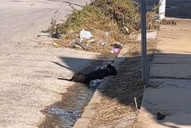 Una donna stava camminando, poi l’ha visto: questo cucciolo di cane era solo, stanco e senza speranza