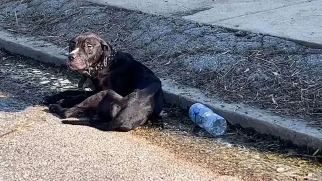 cucciolo in strada