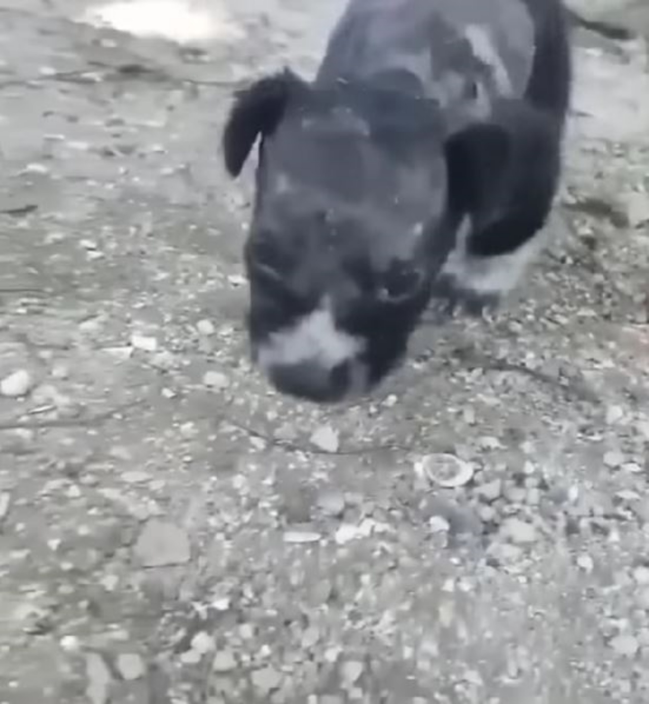 un cucciolo di cane malconcio