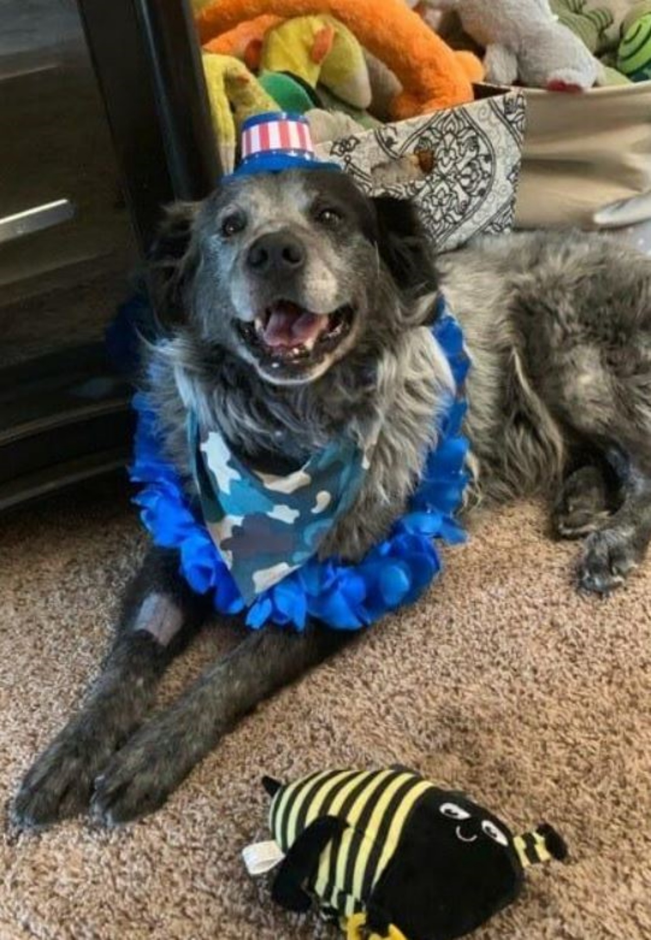 Un cane con una bandana e un cappellino