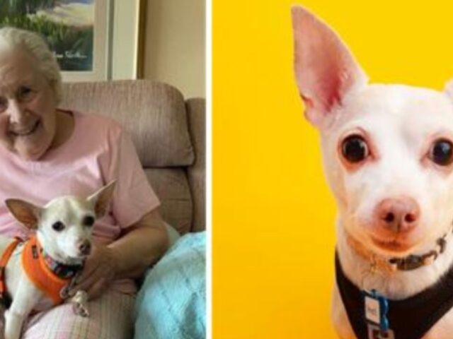 Il Chihuahua di 11 anni è diventato il compagno perfetto per l’anziana centenaria: che coppia!