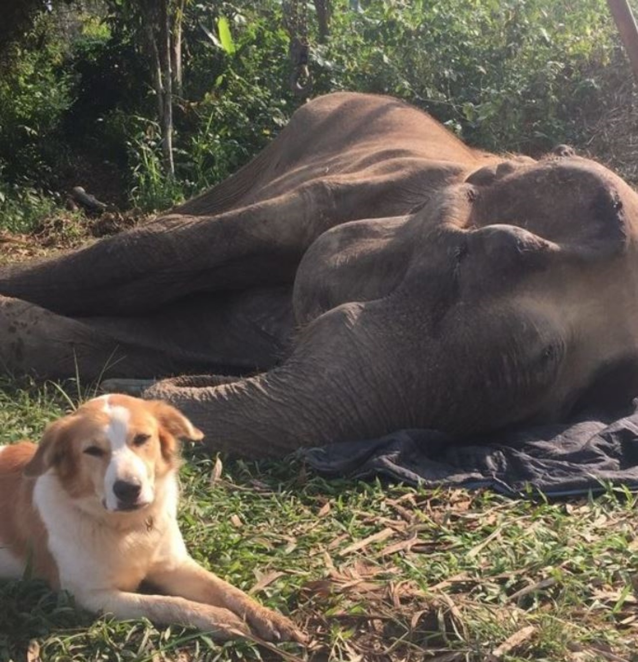 Un cane con un elefante