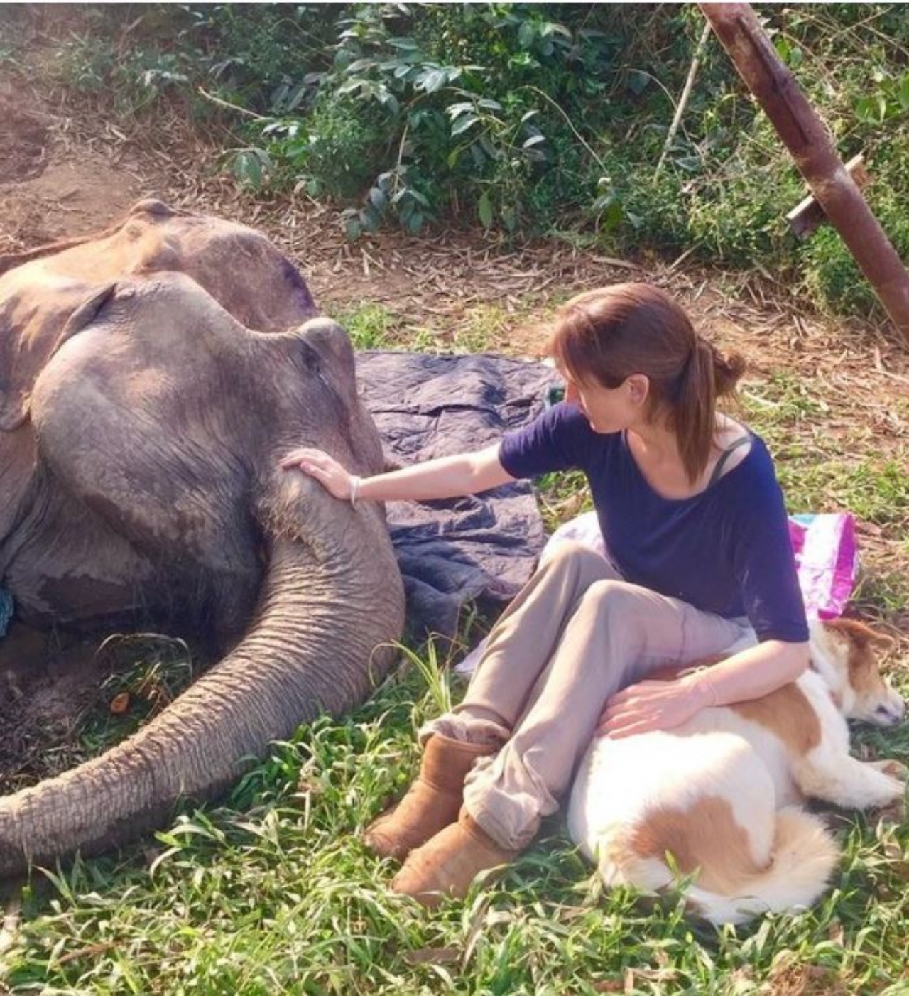 Un cane di nome Pancake con la sua mamma adottiva ed un elefante