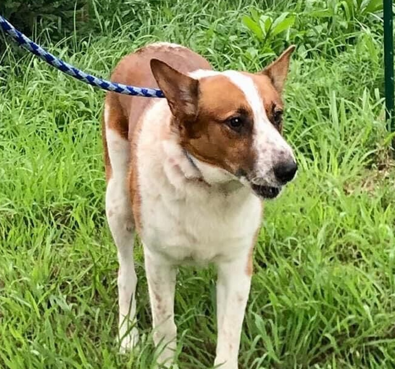 Cane bianco e marrone al guinzaglio