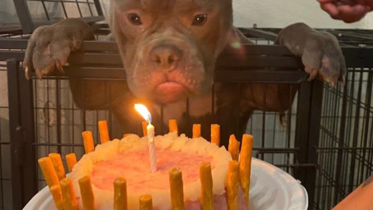 cane festeggia compleanno