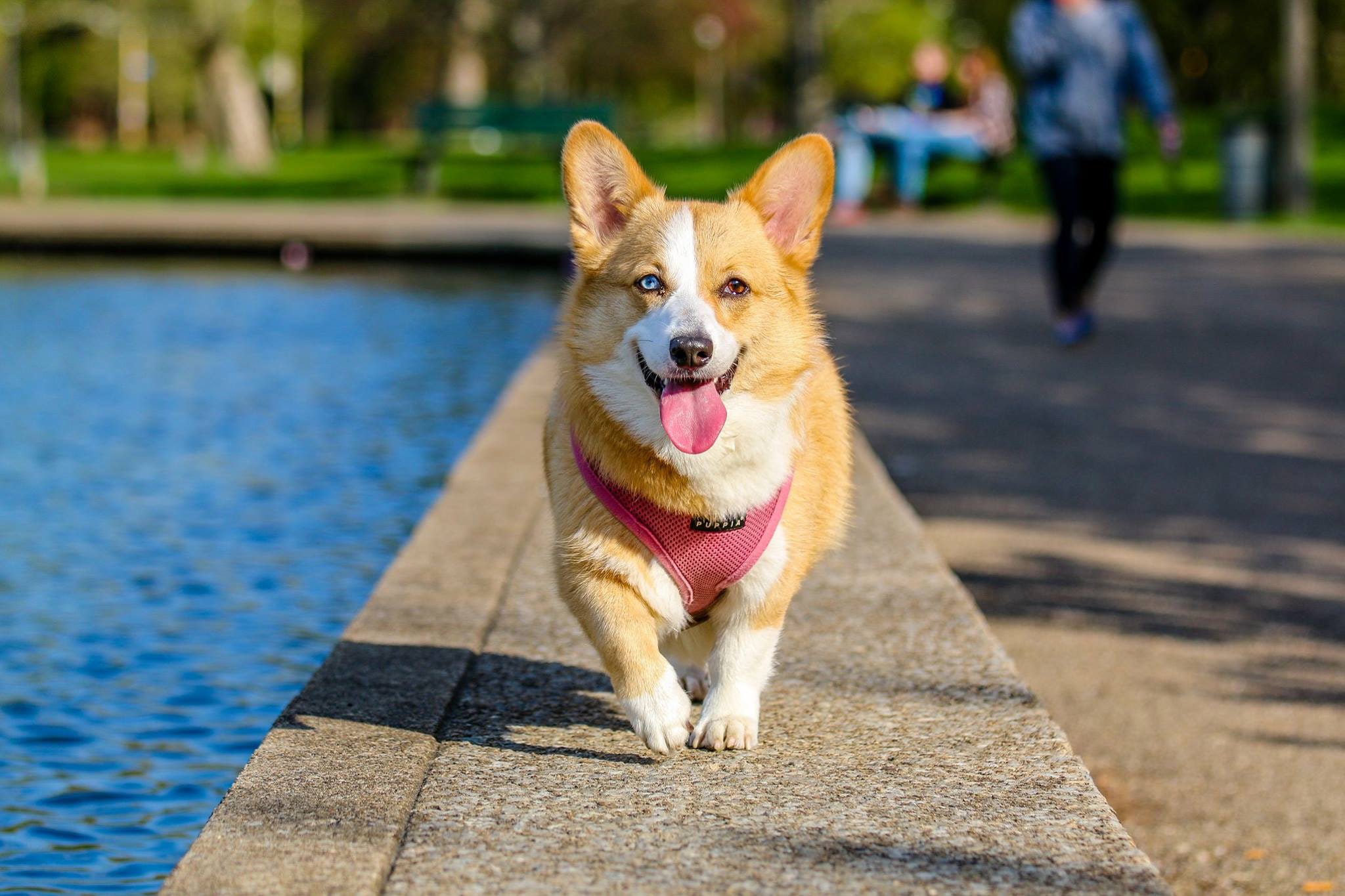 cane su bordo della piscina