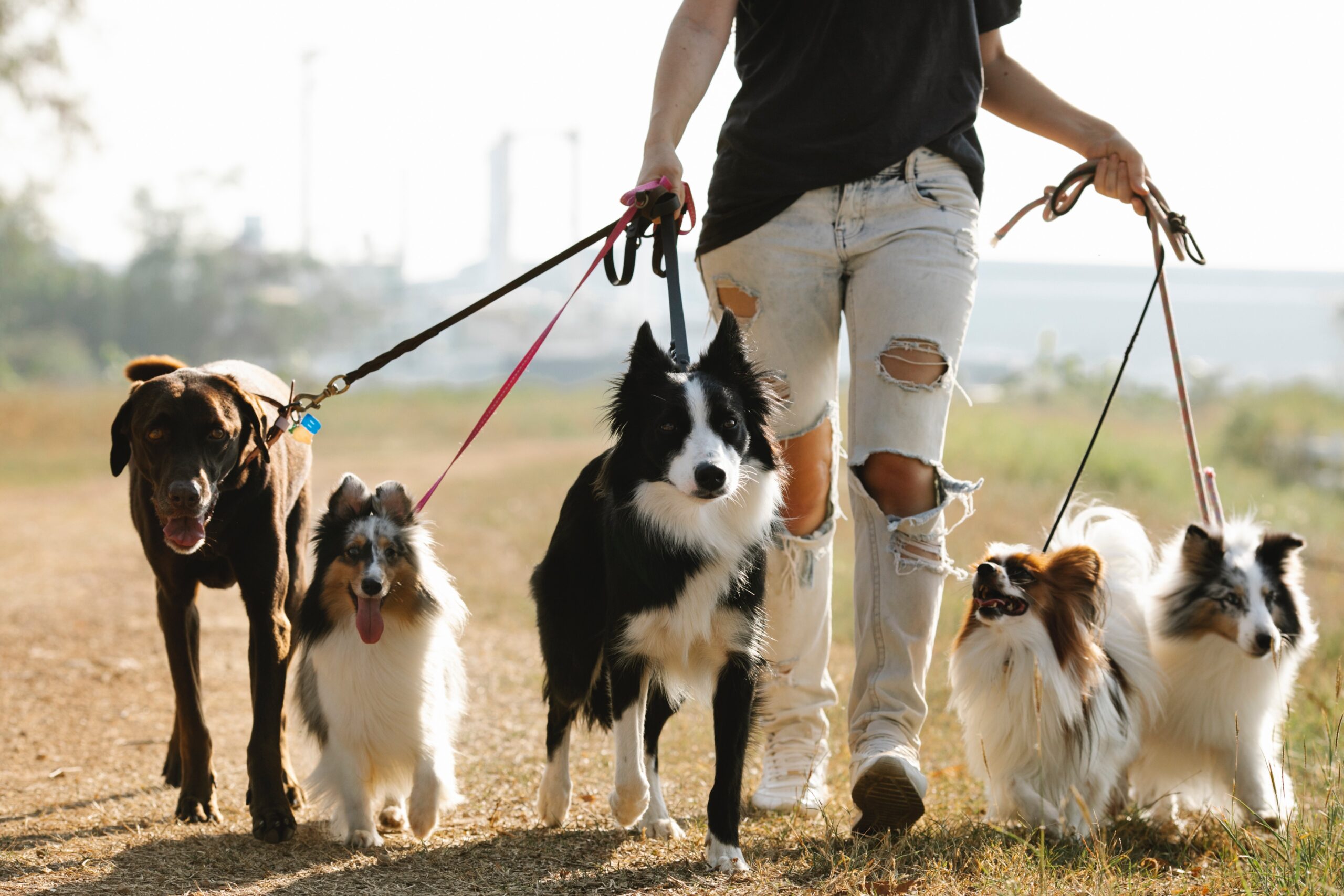 dogsitter per cani