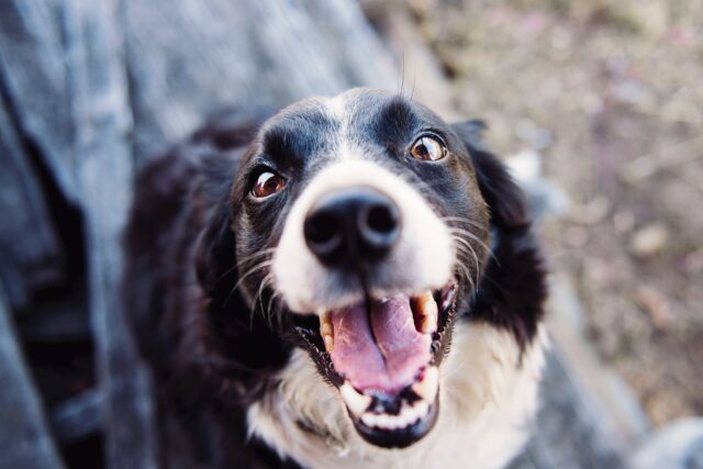 Come gestire un cane se lavori tutto il giorno?