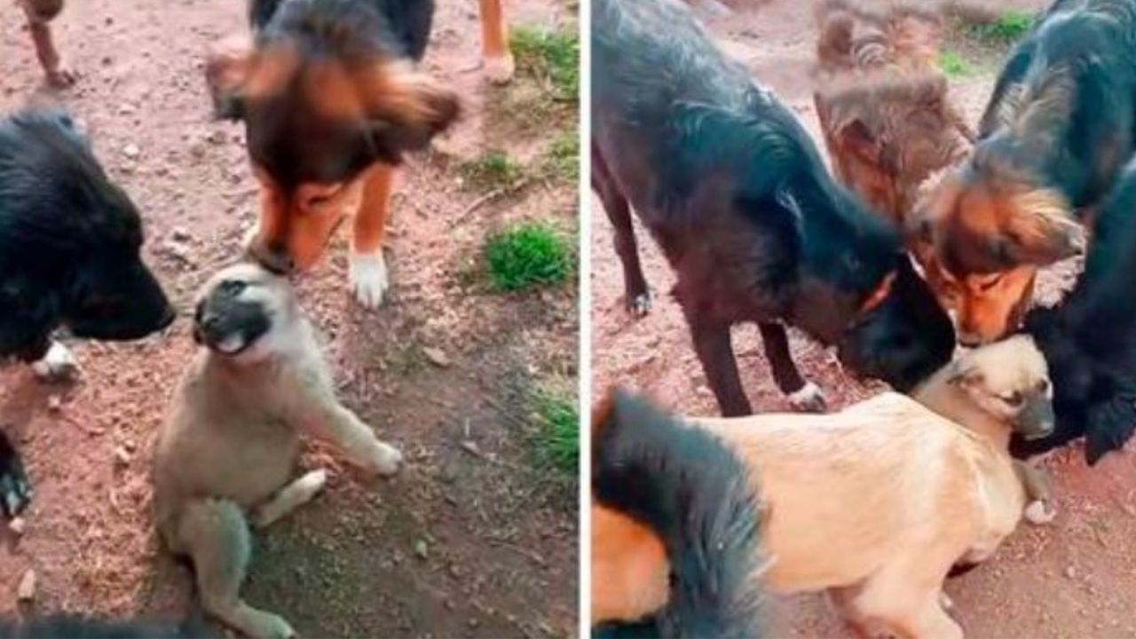 Un cucciolo di cane con tanti altri cani