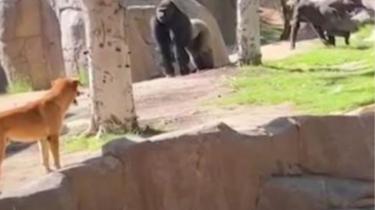 Un gorilla con un cane
