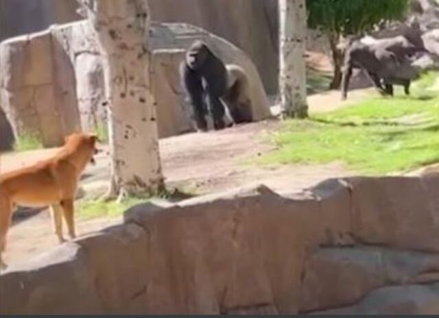 Il cane randagio ha rischiato veramente grosso avvicinandosi al recinto dei gorilla