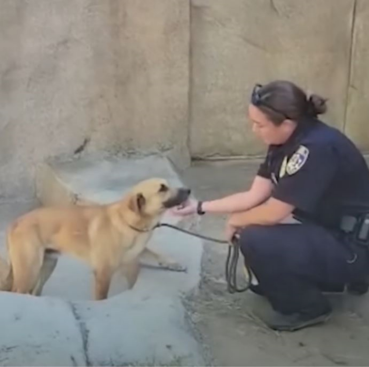 Una donna con un cane randagio
